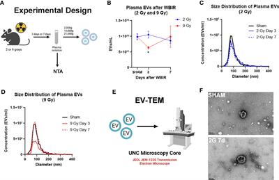 Involvement of extracellular vesicles in the progression, diagnosis, treatment, and prevention of whole-body ionizing radiation-induced immune dysfunction